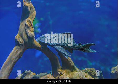 Pleco poisson assis sous une feuille d'échinodore dans l'aquariumon. Hypostomus plecostomus, également connu sous le nom de poisson-chat à bouche de succion ou pleco commun, est un f tropical Banque D'Images