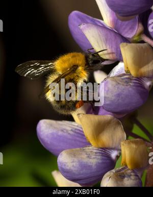 Bumble Bee Bombus pascorum sur Purple Lupin Flower Pod Banque D'Images