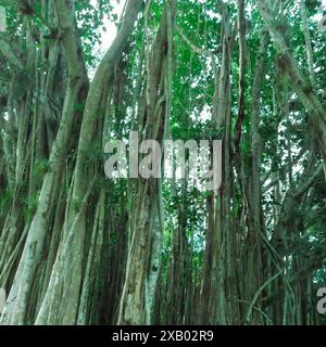 Arbre Banyan (Ficus benghalensis) à la Havane, Cuba Banque D'Images