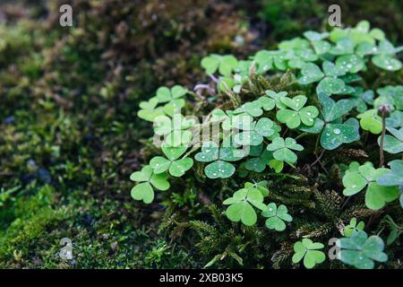 Gros plan de feuilles de trèfle rosée poussant sur un sol mousseux luxuriant, créant un fond naturel vibrant et frais, gouttes de pluie Banque D'Images