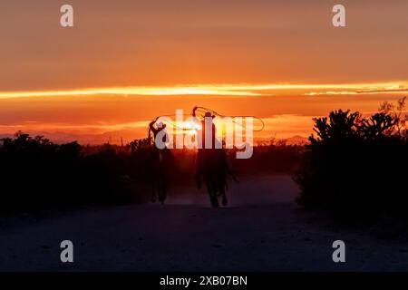 Mains de ranch féminines, ou cow-girls, monter des chevaux au coucher du soleil sur un ranch en Arizona, États-Unis. Les lariats oscillants. Banque D'Images