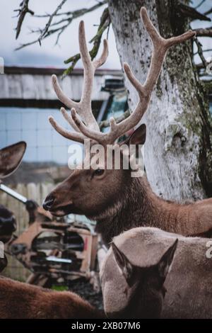 Gros plan d'un élan majestueux d'Alaska avec des bois de velours dans un cadre rustique. Parfait pour la faune et les projets de nature, capturant l'essence de cette ma Banque D'Images