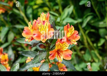 Belles fleurs trouvées dans Parkspollen de Londres Banque D'Images