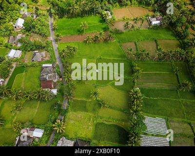 Vue aérienne de belles terrasses vertes de riz à Tetebatu, Lombok Banque D'Images