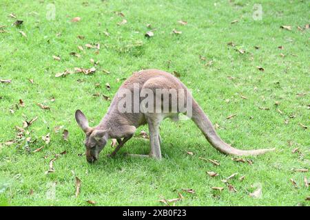 Kangourou mangeant de l'herbe sur le sol, le kangourou est l'animal national de l'Australie. Banque D'Images