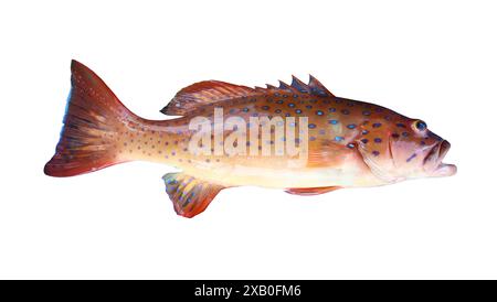 Poisson de mérou léopard bleu frais isolé sur fond blanc et ont des chemins de détourage. Banque D'Images