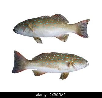 Poisson de mérou léopard bleu frais isolé sur fond blanc et ont des chemins de détourage. Banque D'Images