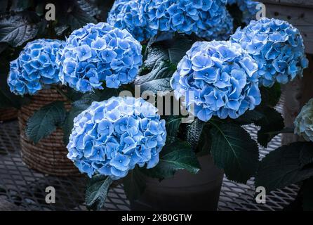 Gros plan de délicates fleurs d'hortensia bleu dans le pot pour décorer votre table Banque D'Images