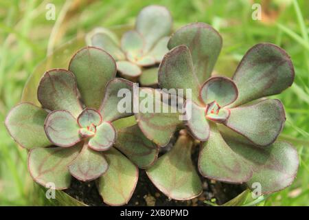 Plante succulente Echeveria nodulosa, connue sous le nom d'echeveria peinte, ou rose peinte, cultivée dans un pot de bouteille en plastique. Famille des Crassulaceae, genre Echeveria. Banque D'Images