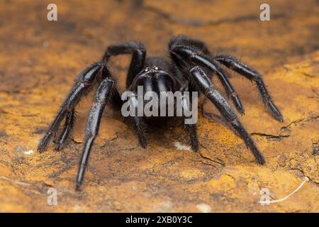 Gros plan d'une araignée Funnel-Web de Sydney Banque D'Images