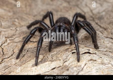 Gros plan d'une araignée Funnel-Web de Sydney Banque D'Images