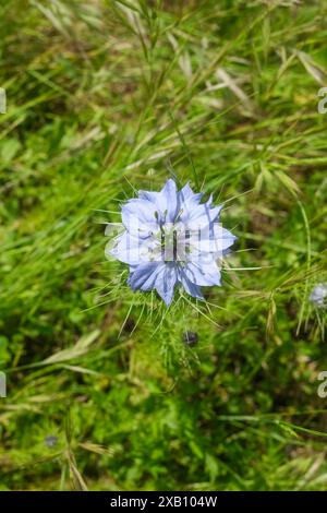 Nigella damascena fleur violette Banque D'Images