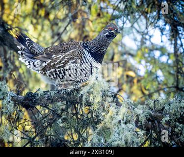 Un tétras de l'épinette, également connu sous le nom de tétras du Canada, perché dans la forêt boréale du parc national de Prince Albert, dans le nord de la Saskatchewan, au Canada. Banque D'Images