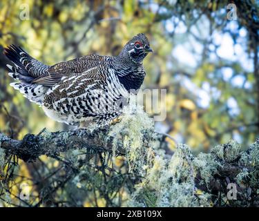 Un tétras de l'épinette, également connu sous le nom de tétras du Canada, perché dans la forêt boréale du parc national de Prince Albert, dans le nord de la Saskatchewan, au Canada. Banque D'Images