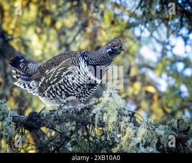 Un tétras de l'épinette, également connu sous le nom de tétras du Canada, perché dans la forêt boréale du parc national de Prince Albert, dans le nord de la Saskatchewan, au Canada. Banque D'Images
