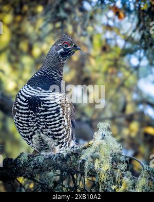 Un tétras de l'épinette, également connu sous le nom de tétras du Canada, perché dans la forêt boréale du parc national de Prince Albert, dans le nord de la Saskatchewan, au Canada. Banque D'Images