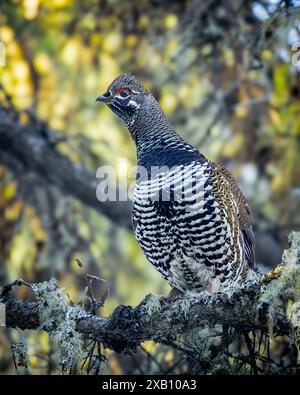 Un tétras de l'épinette, également connu sous le nom de tétras du Canada, perché dans la forêt boréale du parc national de Prince Albert, dans le nord de la Saskatchewan, au Canada. Banque D'Images
