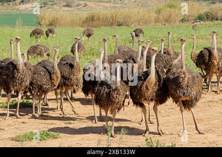 Les autruches (Struthio camelus) sur une ferme d'autruches, région du Karoo, Western Cape, Afrique du Sud Banque D'Images