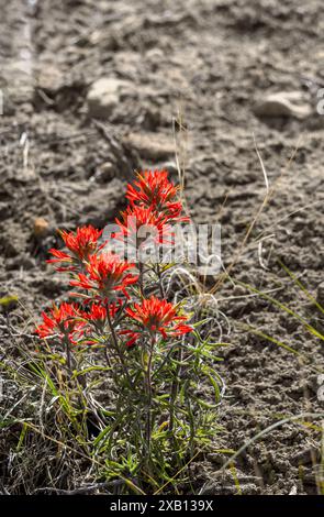 Pinceau du désert (Castilleja angustifolia) poussant dans le sol du désert au printemps dans l'Utah Banque D'Images