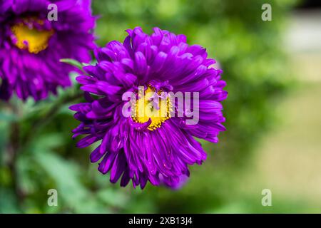 Les asters sont parmi les grandes plantes de jardin parce que la plupart retiennent la floraison jusqu'à ce que beaucoup d'autres plantes soient dépensées. Cultivez de beaux asters dans votre jardin Banque D'Images