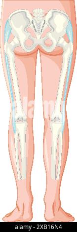 Illustration détaillée des os de jambe et du bassin Illustration de Vecteur