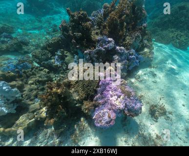 Vue sous-marine du corail dans le lagon de Bora Bora, Polynésie française Banque D'Images