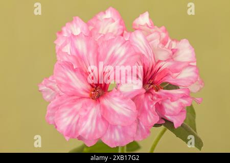 Géranium 'Cherry Blossom', pélargonium x hortorum, feuilles de lierre, traîné Banque D'Images