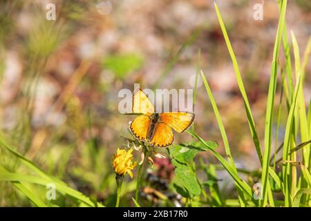 Papillon en cuivre rare sur une prairie ensoleillée Banque D'Images