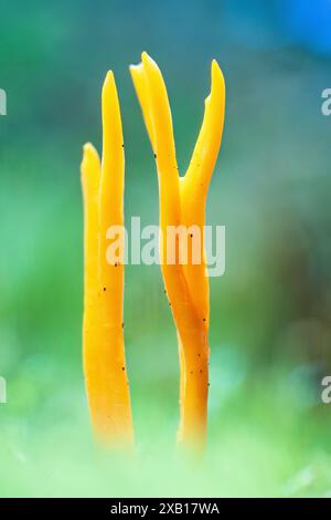 Gros plan sur le champignon Yellow Stagshorn dans la nature Banque D'Images