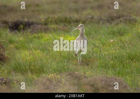 Curlew, nom scientifique, Numenius Arquata. Adulte Eurasion Curlew faisant escale sur une lande de tétras gérée en été, Yorkshire Dales, prise de la fenêtre de la voiture Banque D'Images