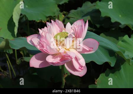 fleur de lotus d'eau rose fleurie poussant parmi les feuilles vertes sur un étang calme Banque D'Images