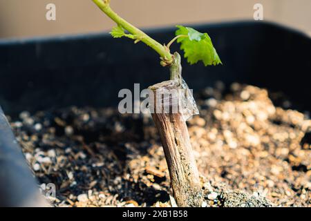 technique de greffage appliquer sur un arbre fruitier de raisin, envelopper avec du plastique, pour maintenir l'humidité Banque D'Images