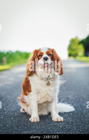 Blenheim Cavalier King Charles Spaniel Banque D'Images