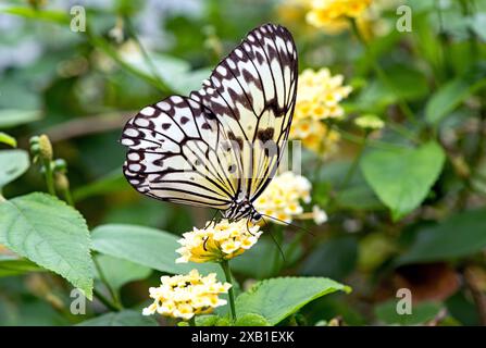 Vue ventrale sur le papillon cerf-volant en papier dans le jardin autre nom, papillon en papier de riz, idée leuconoe. Banque D'Images