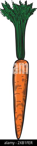 Légume de carotte gravé isolé sur fond blanc. Illustration de Vecteur