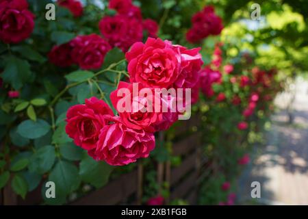 Belles roses rouges fleurissant dans le jardin par une journée ensoleillée Banque D'Images