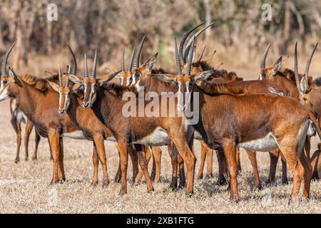 Mozambique, Sofala, Gorongosa, antilope de sable - Pala Pala (Hippotragus Niger Niger), femelles Banque D'Images