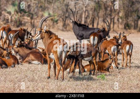 Mozambique, Sofala, Gorongosa, antilope de sable - Pala Pala (Hippotragus Niger) Banque D'Images