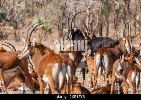 Mozambique, Sofala, Gorongosa, antilope de sable - Pala Pala (Hippotragus Niger), homme Banque D'Images