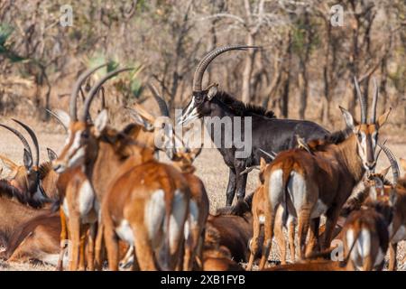 Mozambique, Sofala, Gorongosa, antilope de sable - Pala Pala (Hippotragus Niger), homme Banque D'Images