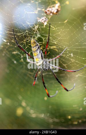 Mozambique, Maputo, Maputo, extérieur, Orbe d'or (Nephila pilipes) Banque D'Images