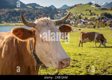 Géographie / voyage, Autriche, Tyrol, latitudinale, vaches sur le pâturage du lac Thiersee, latitudinale, EXTRA-RIGHTS-CLEARANCE-INFO-NOT-AVAILABLE Banque D'Images