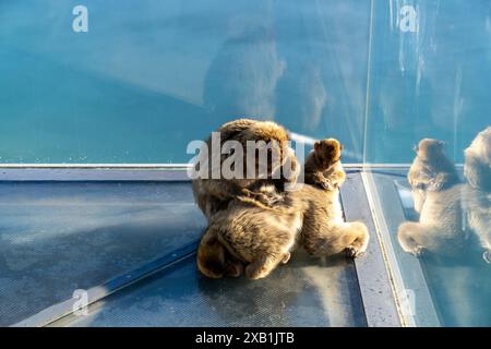 Un singe macaque barbaresque et un jeune délectant un autre singe sur la plate-forme d'observation Skywalk à Gibraltar Banque D'Images