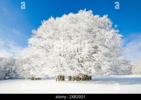 Botanique, hêtre (Fagus sylvatica), géant, NON EXCLUSIF-USAGE POUR LE PLIAGE-CARTE-VOEUX-CARTE-POSTALE-UTILISATION Banque D'Images