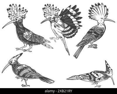 Dessiné à la main d'oiseau Hoopoe de différentes vues d'angle dans le style noir et blanc de gravure isolé sur fond blanc. Illustration vectorielle d'oiseau hoopoe. Illustration de Vecteur