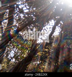 Arbres dans la réserve d'État de Los Osos à Los Osos, Californie, États-Unis d'Amérique Banque D'Images