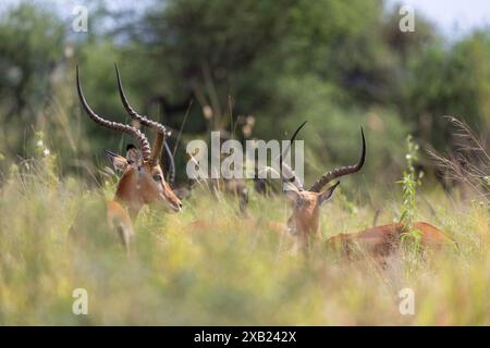 un groupe d'impala dans les hautes herbes Banque D'Images