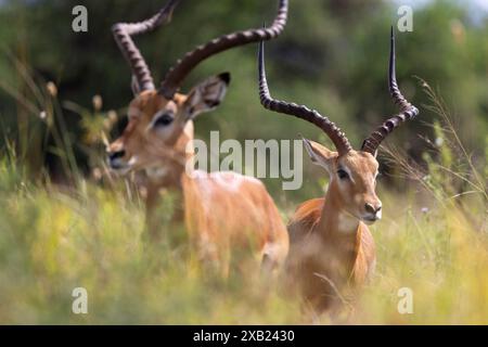 un groupe d'impala dans les hautes herbes Banque D'Images