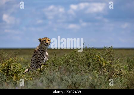 un guépard est assis sur l'herbe dans la savane et balaye l'horizon Banque D'Images