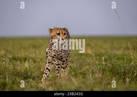 Un guépard se tient dans la savane et scanne l'horizon Banque D'Images